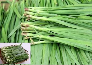 韭菜長得越來越細，原來是缺了這個步驟
