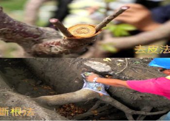 如何用斷根法、剝皮法解決果樹問題