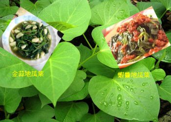地瓜葉涼熱兩吃