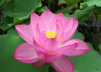 用蓮藕能種出蓮花嗎？