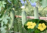 希望之聲 - FM96.1 灣區台 希望之聲 - FM96.1 灣區台