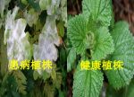 希望之聲 - FM96.1 灣區台 希望之聲 - FM96.1 灣區台