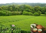 希望之聲 - FM96.1 灣區台 希望之聲 - FM96.1 灣區台