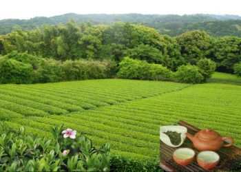 台灣逍遙游：夏日台灣茶文化之旅