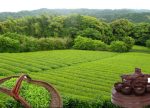 希望之聲 - FM96.1 灣區台