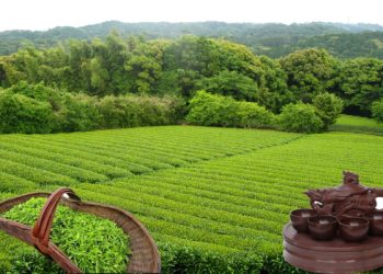 台灣逍遙游:台灣阿里山的採茶之旅