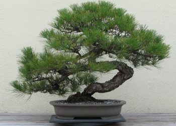 為什麼盆栽下面的盤底水乾了才要再澆水？