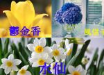 希望之聲 - FM96.1 灣區台