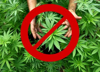 聯邦政府嚴打大麻 加州大麻合法化恐成泡影？