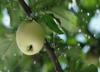 怎樣強壯果樹以抵禦連天的陰雨？