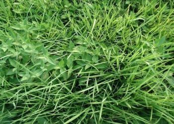 怎樣處理後院的雜草？