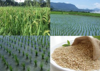 營養師誇糙米好,為什麼種植者認為它是最「毒」的?