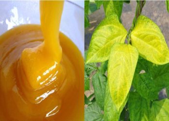如何鑒別純天然蜂蜜？果樹葉子發黃發卷怎麼辦？