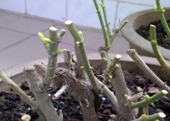 為何剪枝後就不開花了？剪枝注意事項