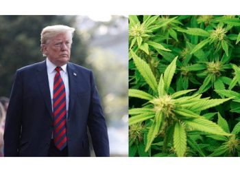 川普可能支持大麻合法化？華人聽眾各抒己見