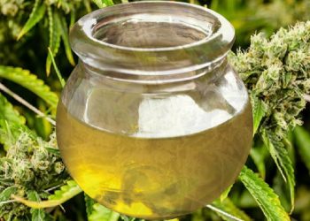 醫學專家：大麻油對身體好嗎？