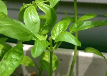 花果蔬菜該如何摘心？方法各有何不同？