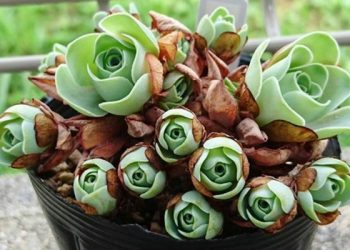 多肉植物需澆水嗎？該如何養護？