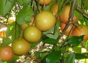 葡萄柚好處是什麼？如何養護？
