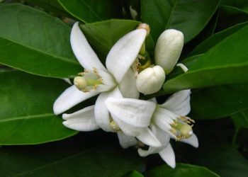 柑橘長年不開花結果該怎麼辦？
