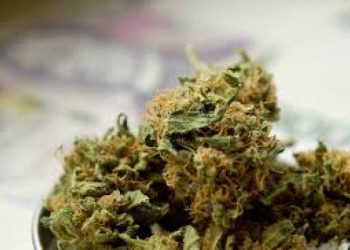 大麻送貨到家?!市府警局聯和反對