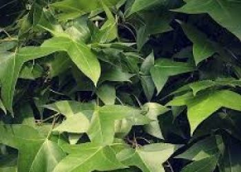 【每日餐桌】地瓜葉兩吃法