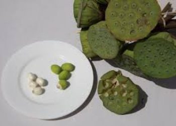 【每日餐桌】江浙名菜-雙餡炸藕盒