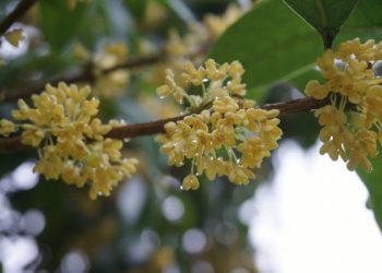 【每日餐桌】從滿隴桂雨到桂花酒