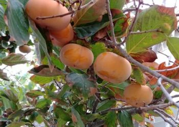 柿子樹為什麼葉片發黑長霉斑？