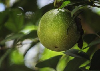 百香果的種植需注意哪些問題？