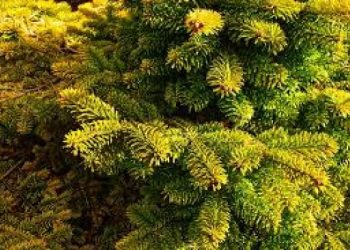 【後院小天地】蒟蒻如何種植和食用？