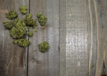 Milpitas要開10家大麻店 華裔居民呼籲關注公聽會