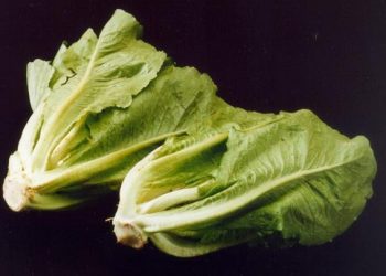 美32人感染大腸桿菌  CDC公告：勿食羅馬生菜