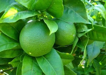 如何打理冬季休眠的植物？