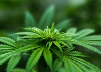 Milpitas市議會重審大麻議題   居民呼籲永久禁止