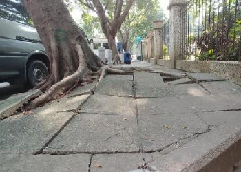 前院的樹根頂破了人行道該怎麼辦？
