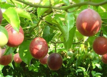 怎樣給枸杞和百香果剪枝？