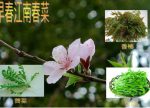希望之聲 - FM96.1 灣區台
