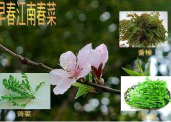 春季江南十鮮之一