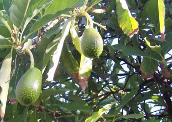 如何挑選和種植牛油果樹苗？