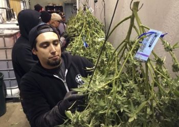 為何從事大麻相關工作導致入籍被拒？