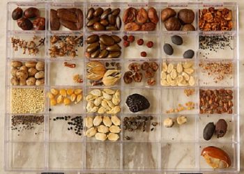 如何收集種子用於再種植？