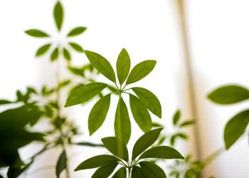 如何預防植物的病害？