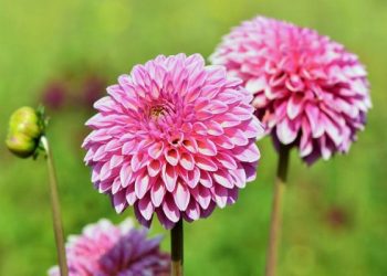 如何種植大麗花 Dahlia？