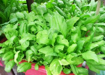 入秋後適合種植什麼蔬菜？