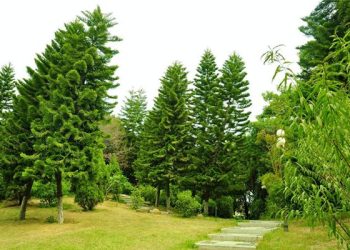 種植長青樹有什麼注意事項？