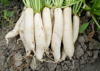 蘿蔔種植知識 VS 柿子採摘訣竅