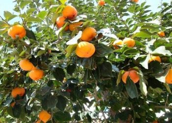 柿子樹為什麼落果？