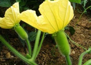 冬瓜苗開花不結果怎麼辦？
