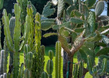 如何移植仙人掌？